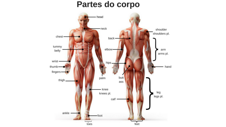 Aprenda As Partes Do Corpo